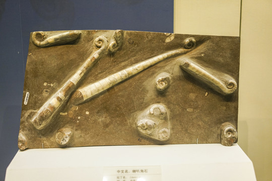 喇叭角石化石