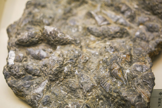 长身贝化石
