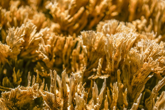 金珊瑚背景