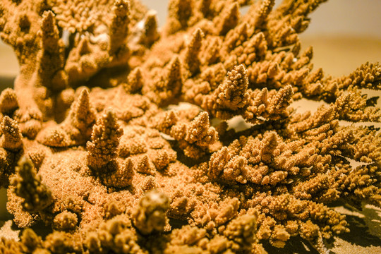 金珊瑚