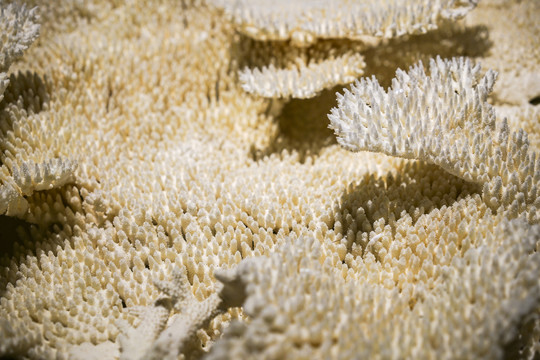 白珊瑚背景