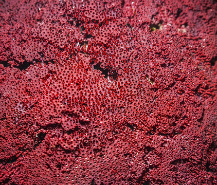 红珊瑚背景