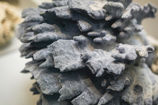 黑珊瑚