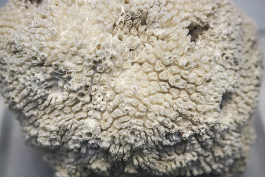 白珊瑚背景