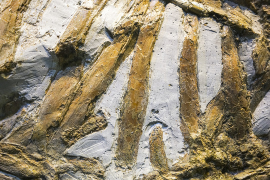 三角原古鹿化石