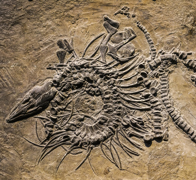 孙氏新浦龙化石