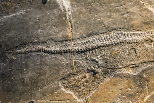 周氏黔鱼龙化石