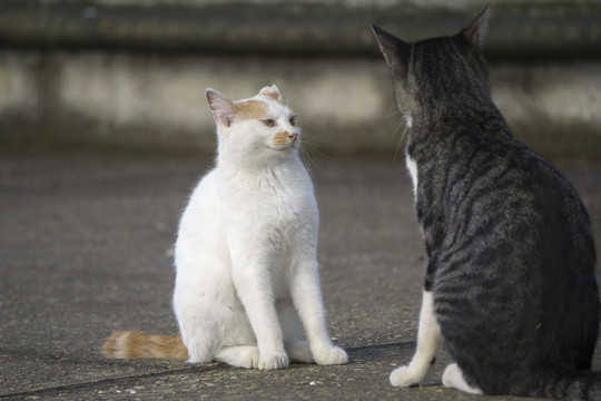 大猫与小猫