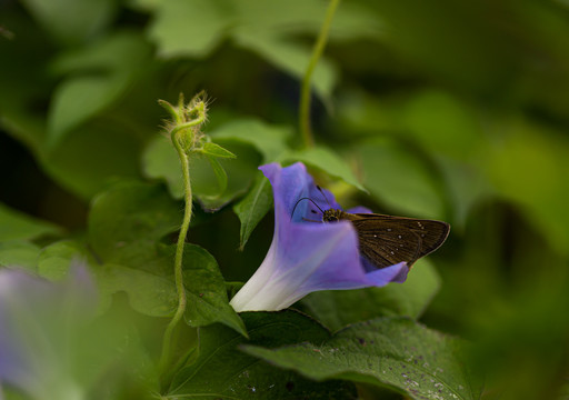 牵牛花