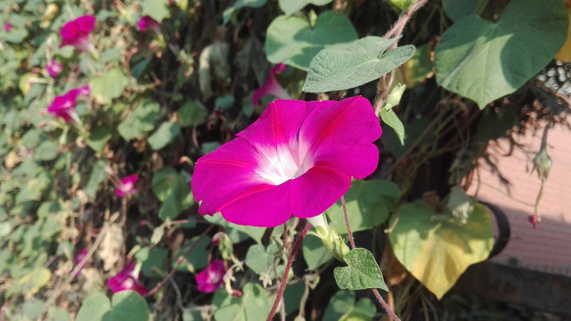 美丽的牵牛花