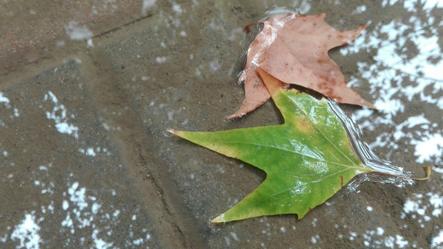 雨后落叶