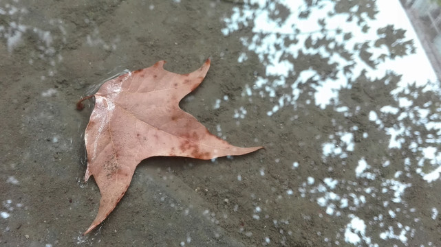 秋天雨后落叶