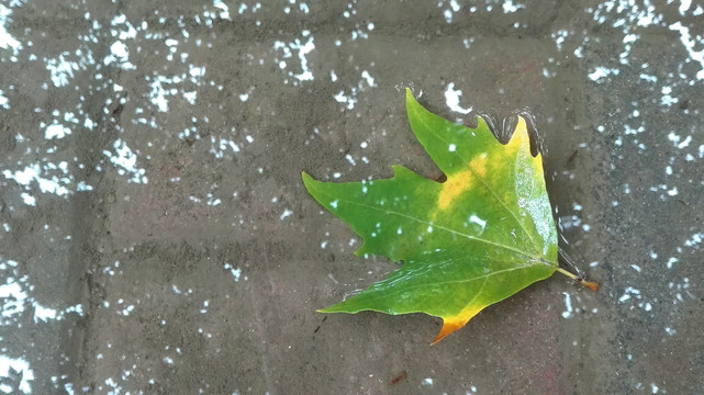 雨后落叶