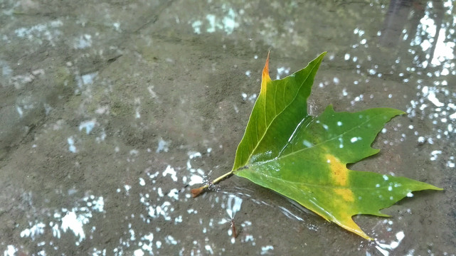 雨后落叶