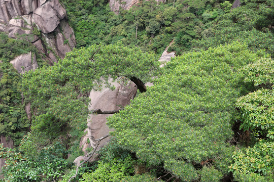 松树