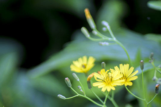 苦荬菜