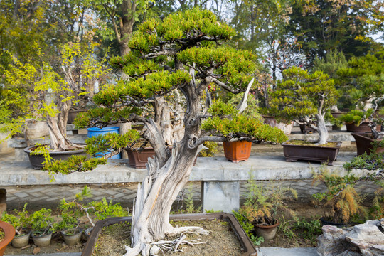 松柏盆景