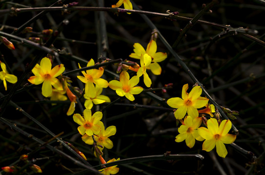 迎春花素材