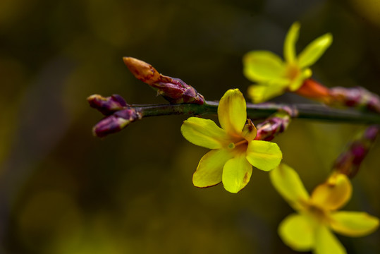 迎春花素材