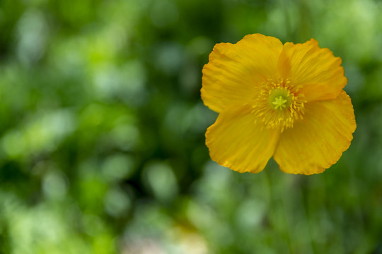 花草素材