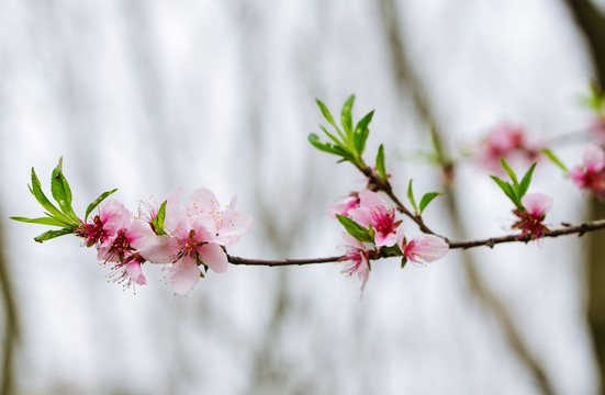 桃花