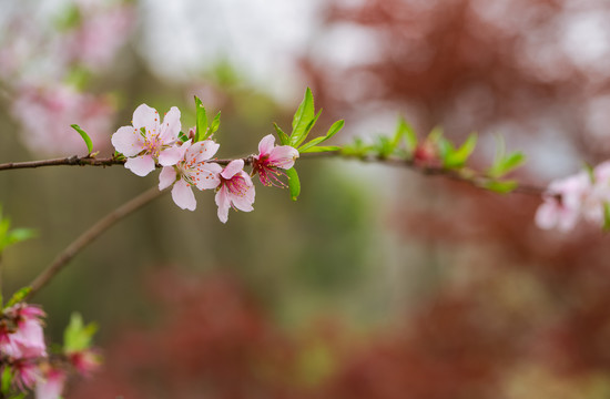 桃花