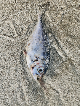 沙滩上的死鱼