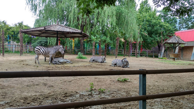 动物园里的斑马