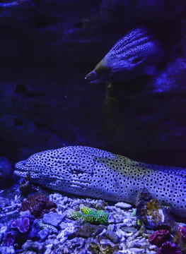 豹纹鳗