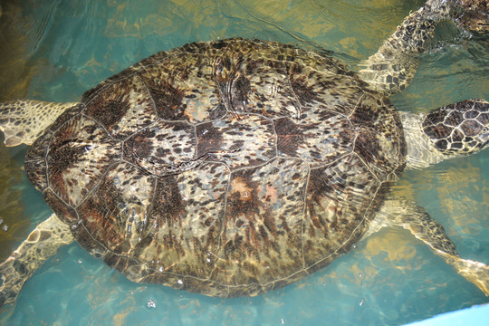 海龟背