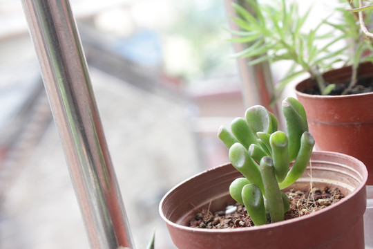 小吸盘多肉植物嫩叶发芽