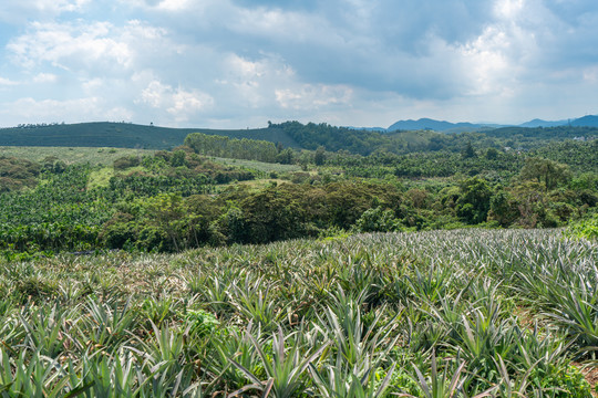 海南夏天山坡上的菠萝种植基地