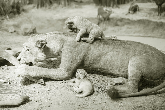 非洲狮进食场景