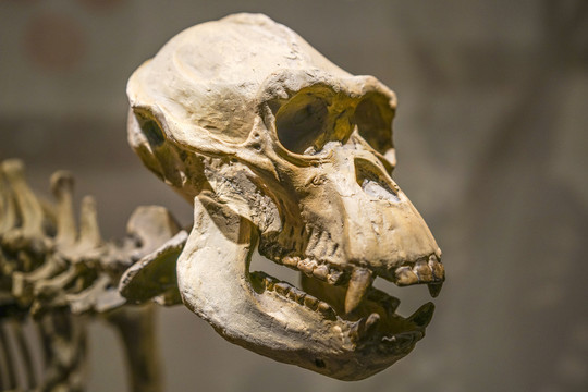 雄性黑猩猩头骨