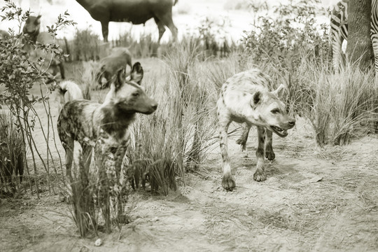 斑鬣狗标本