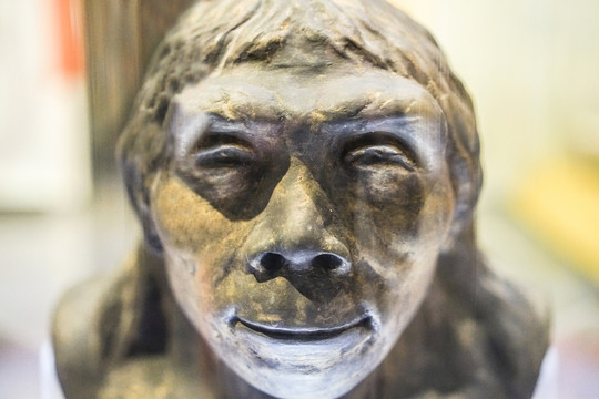 北京猿人复原像