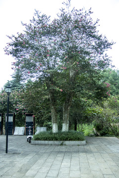 紫金树