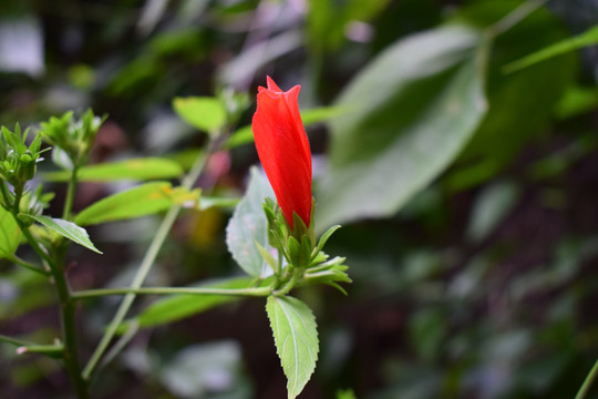 悬铃花