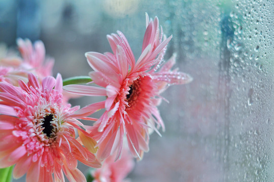 非洲菊