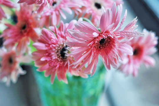 非洲菊