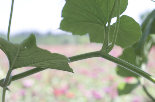 2019年太原市花海节