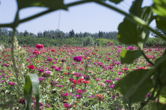 2019年太原市花海节