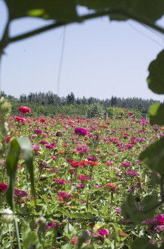 2019年太原市花海节