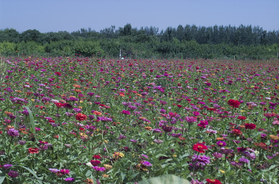 2019年太原市花海节