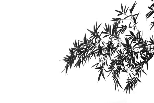 水墨竹子