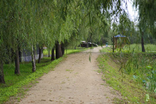 林荫小路