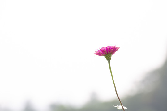 格桑花花朵素材