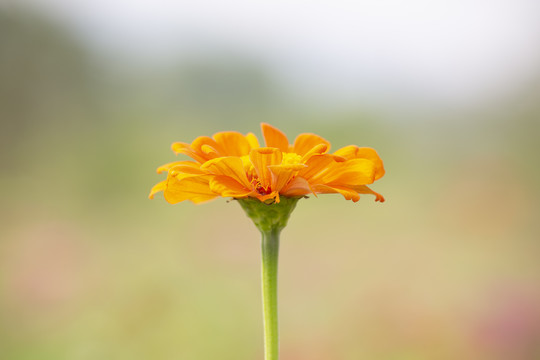 格桑花花朵素材