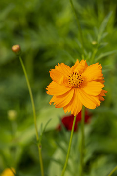 格桑花花朵素材