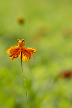 格桑花花朵素材